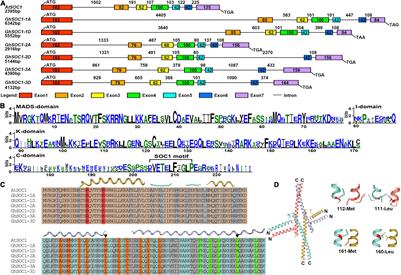 GhSOC1s Evolve to Respond Differently to the Environmental Cues and Promote Flowering in Partially Independent Ways